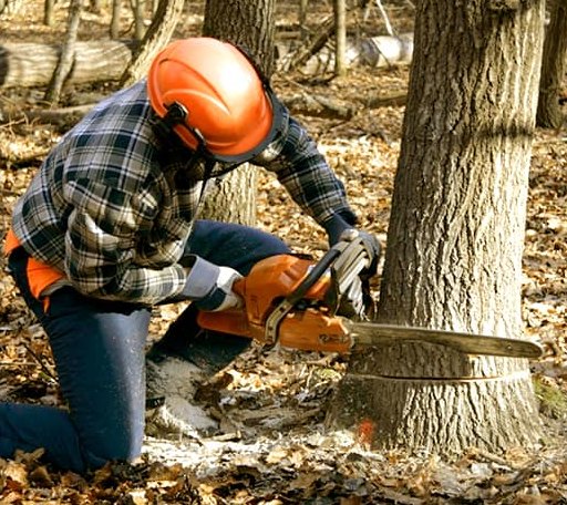 Tree Removal in Ewing, NE